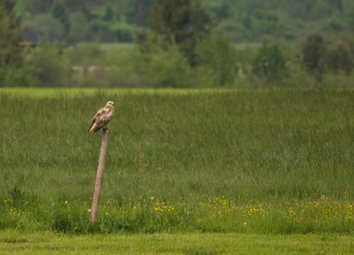 Slovensko - Senné rybníky a Zemplínská Šírava 6  