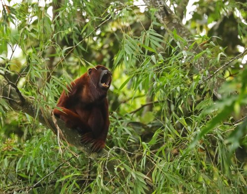 Francouzská Guyana 16  