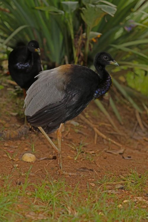 Francouzská Guyana 9  