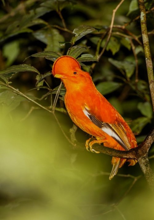 Francouzská Guyana 3  