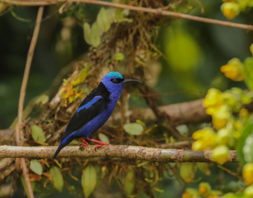 Francouzská Guyana 2  