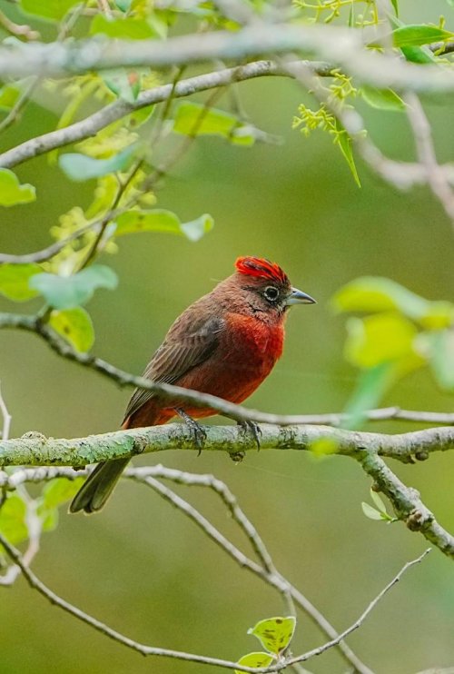 Francouzská Guyana 6  