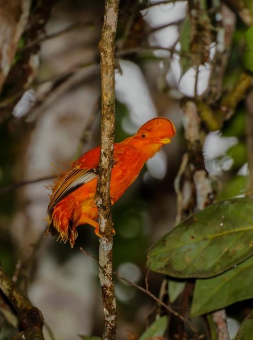 Francouzská Guyana 4  