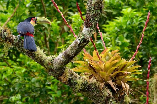 Brazílie - Atlantský Les 3 Tukan pestrý  - Ramphastos dicolorus