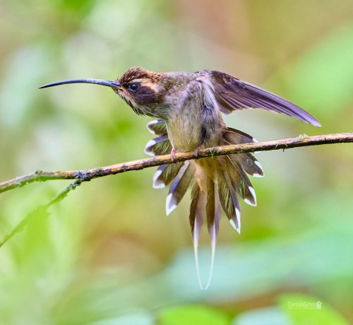 Brazílie - Atlantský Les 8 Kolibřík šupinkový  - Phaethornis eurynome