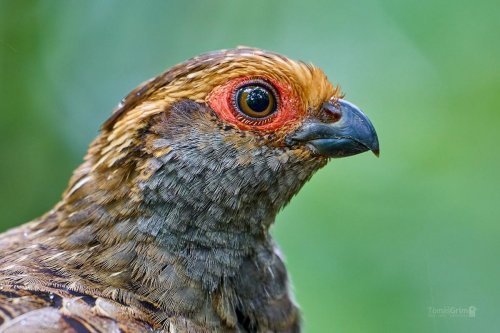 Brazílie - Atlantský Les 14 Křepel šedobřichý  - Odontophorus capueira