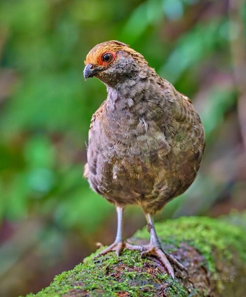 Brazílie - Atlantský Les 12 Křepel šedobřichý  - Odontophorus capueira