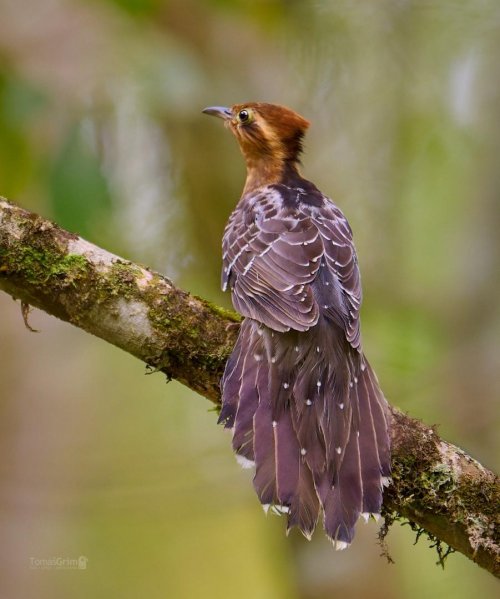 Brazílie - Atlantský Les 10 Kukačka páví  - Dromococcyx pavoninus