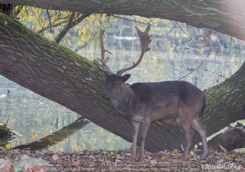 Ptačí park Malá Lipová a Střední Pomoraví 8  